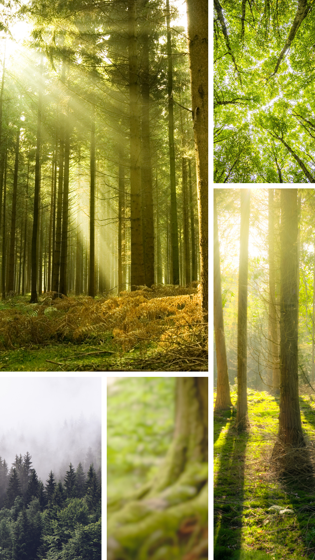 Talentebild_Wald_hoch