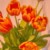 Profilbild von Silvia Rose