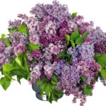 branch-blossom-spring-lilac-big-flower-717470-wallhere