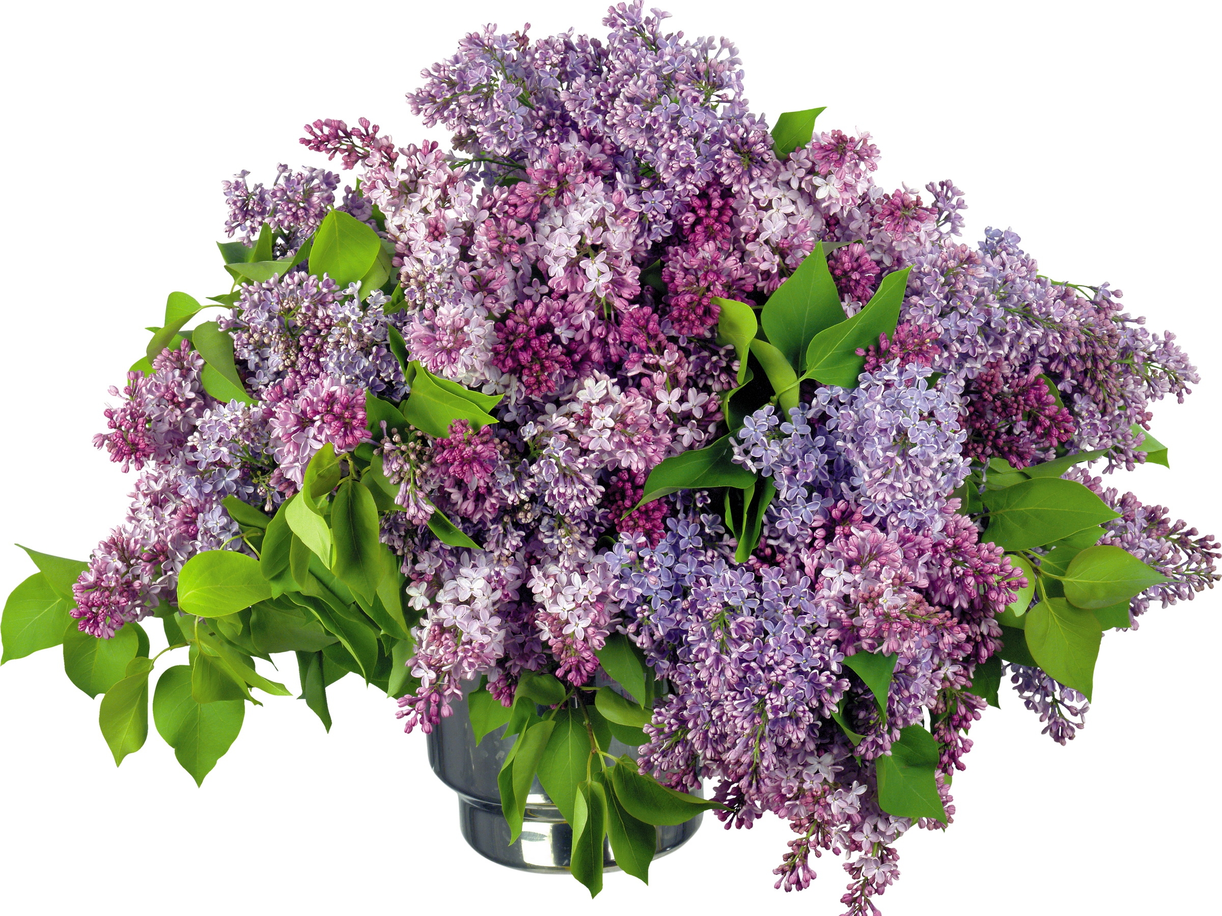 branch-blossom-spring-lilac-big-flower-717470-wallhere